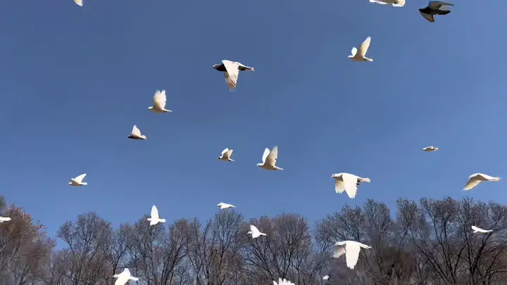 旅行混剪 · 南京之旅
